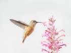 Female calliope hummingbird in flight, east mountain backyard, New Mexico Art Print